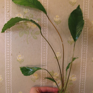 Anubias sp. undulatus latifolia 01.JPG