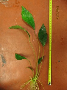 Anubias sp. undulatus latifolia 05.JPG