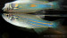 Danio-kerri.jpg