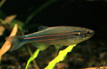 Danio-kerri1.jpg