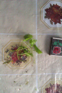 IMAG0288.jpg