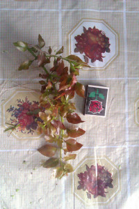 IMAG0289.jpg