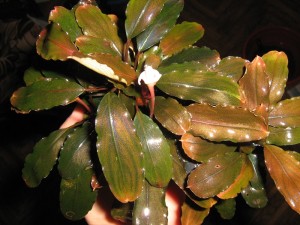 IMG_0636.JPG
