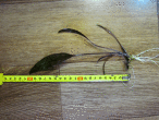 IMG_2419.gif