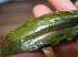 IMG_2422.gif