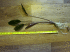 IMG_2428.gif