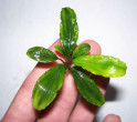 Treasure-2011-West-Kalimantan-2.jpg