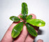 Treasure-2011-West-Kalimantan-2.jpg