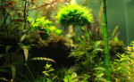 copy_408_free-shipping-font-b-aquarium-b-font-tank-floating-font-b-moss-b-font-ball.jpg