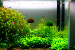 copy_419_Free-shipping-font-b-Aquarium-b-font-floating-font-b-moss-b-font-ball.jpg