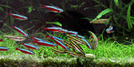 copy_491_IMG_3968-neon-red.jpg