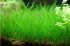copy_647_Eleocharis-Parvula.jpg