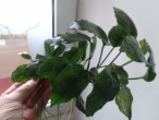 copy_705_DSC025231.jpg