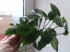 copy_705_DSC025231.jpg