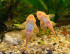 copy_757_ancistrus_dolichopterus2.jpg