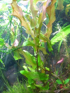 copy_947_26.jpg