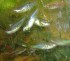 danio.jpg