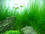 eleocharis acicularis.jpg