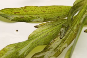 Изображение 1938.jpg