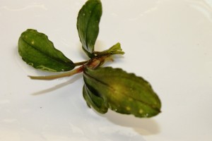 Изображение 2045.jpg