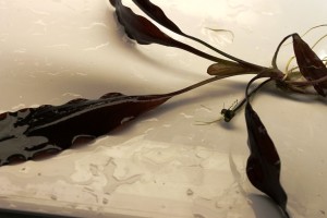 Изображение 2057.jpg