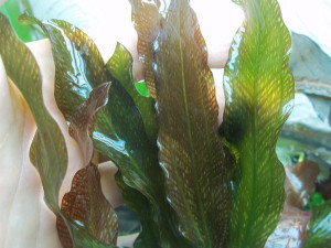 100_2362.JPG