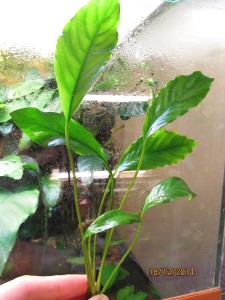 Anubias sp. undulatus latifolia_02.JPG