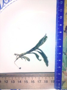 CAM00319.jpg
