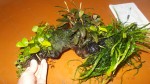 DSCN0322.jpg