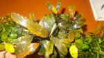 DSCN0323.jpg