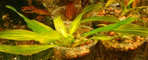DSCN2157.jpg