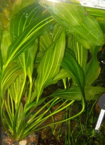 DSCN2195.jpg