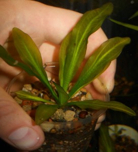 DSCN2196.jpg