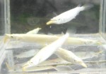 DSCN2206.jpg