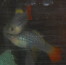 DSCN2210_cr.jpg