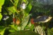 DSCN2237_cr.jpg