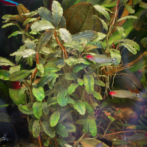 DSC_9259.jpg