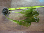 IMG_2436.gif