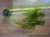 IMG_2436.gif