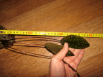 IMG_2475.gif