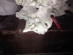 IMG_3337.jpg