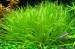 bliksa-japonskaja---blyxa-japonica_4.jpg