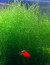 copy_343_copy_817_copy_652_copy_227_стринги1.jpg