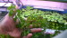 copy_653_copy_925_copy_265_copy_726_Изображение-039.jpg