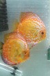 copy_910_copy_710_copy_40_IMG_7619.jpg