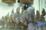 copy_943_IMG_1466.jpg