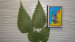 copy_979_copy_78_DSC08637.jpg