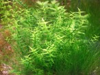 gratiola_aurea.JPG