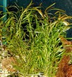 potamogeton.jpg