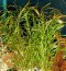 potamogeton.jpg